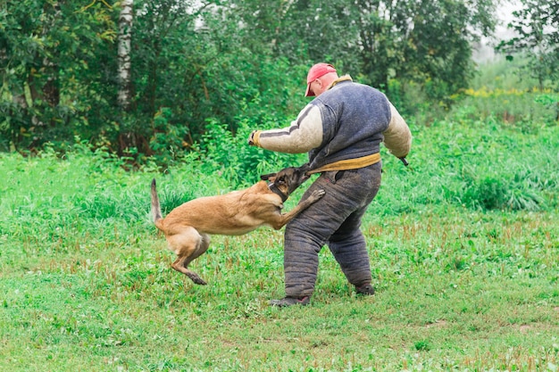 Szkolenie psów w lesie Owczarek belgijski malinois agresywny pies pociąg posłuszeństwa