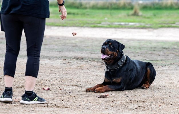 Szkolenie rottweilera w zakresie odmowy jedzenia