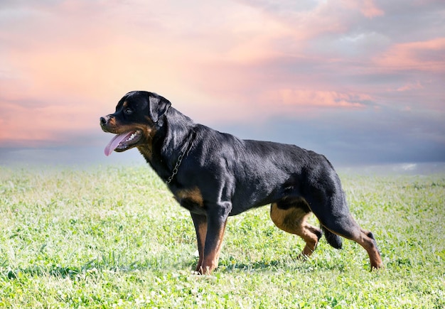 Szkolenie rottweilera