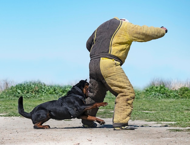 Szkolenie Rottweilera