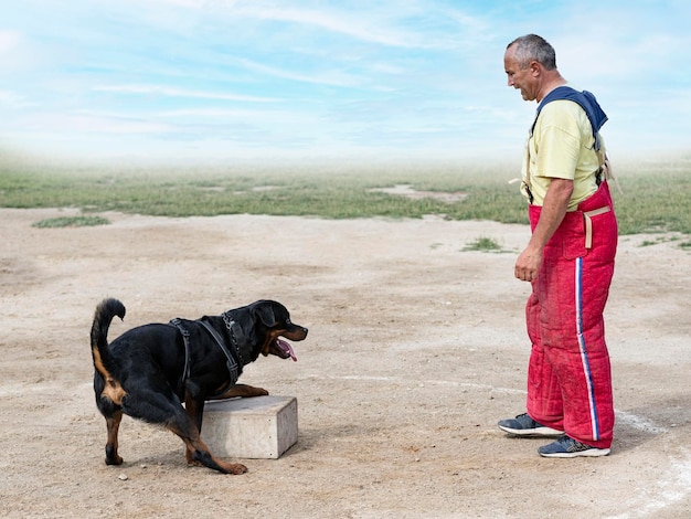 Szkolenie rottweilera