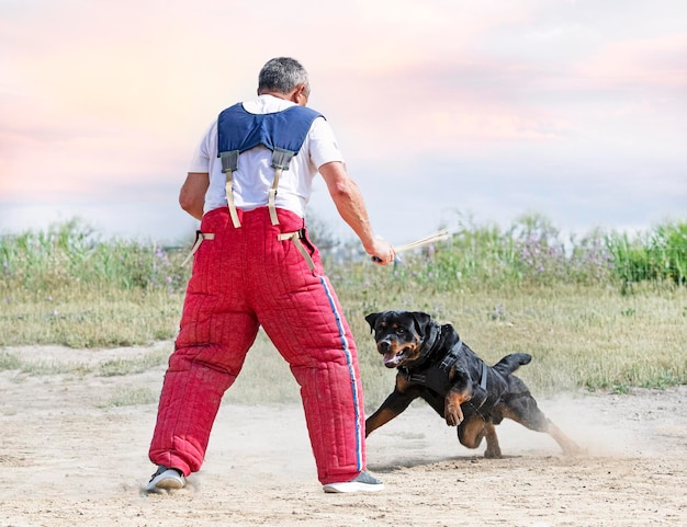 Zdjęcie szkolenie rottweilera