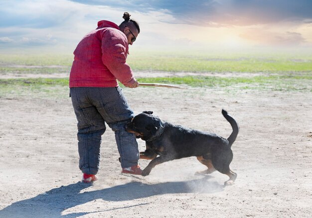 Szkolenie rottweilera