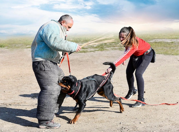 Zdjęcie szkolenie rottweilera