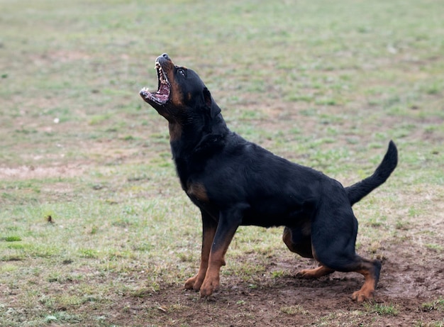 szkolenie rottweilerów