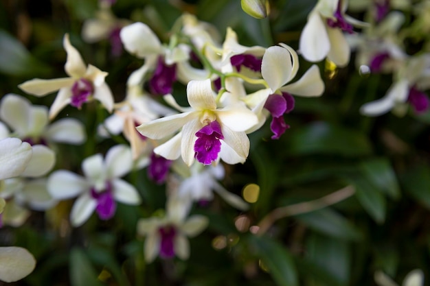 Szlachetny Dendrobium, gatunek orchidei powszechnie znany jako nobile dendrobium, fioletowy i biały