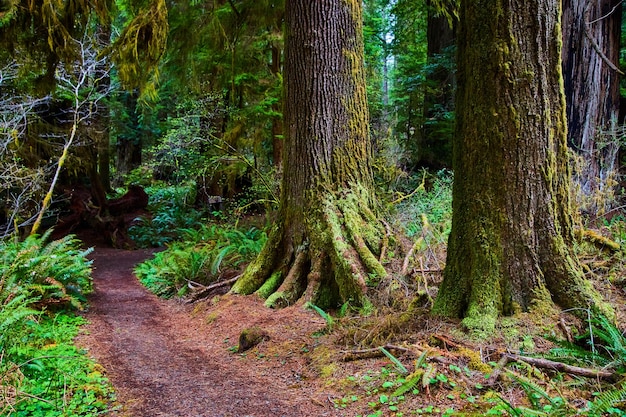 Szlak dla turystów pieszych do odkrywania przepięknego lasu Redwood