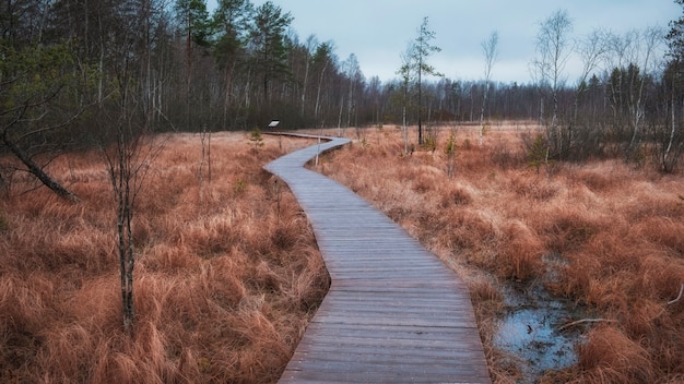 Szlak Drewnianej Podłogi Na Bagnach Jesienią. Ekologiczny Szlak W Sestroretsk W Pobliżu Miasta St. Petersburg W Ponurej Pogodzie