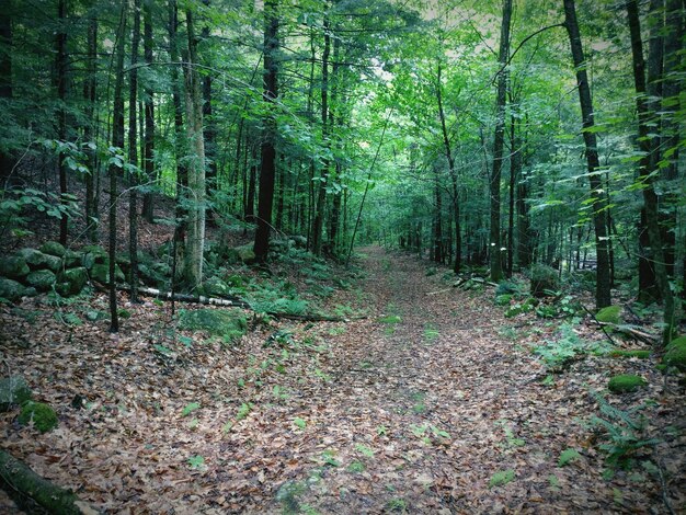 Zdjęcie szlak pośród drzew w lesie