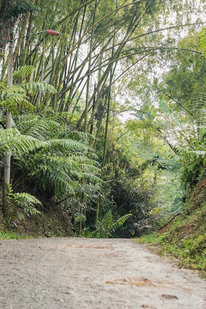Zdjęcie szlak pośrodku bambusowego lasu, polna droga pośrodku kolumbijskich gór