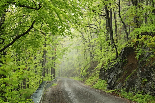 Szlak Przez Wiosenny Las Liściasty Przy Mglistej, Deszczowej Pogodzie