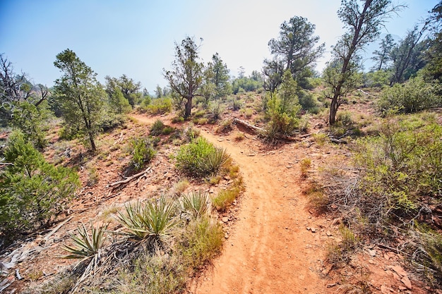 Zdjęcie szlak pustynny sedona z yuckami i drzewami twardymi