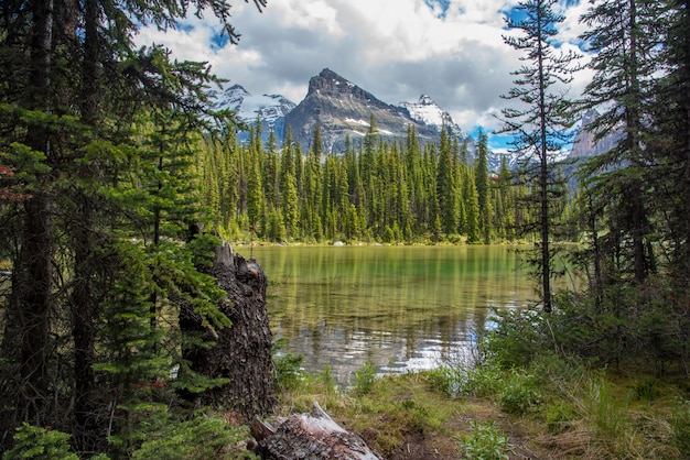 Zdjęcie szlak turystyczny lake ohara w pochmurny dzień na wiosnę, yoho, kanada