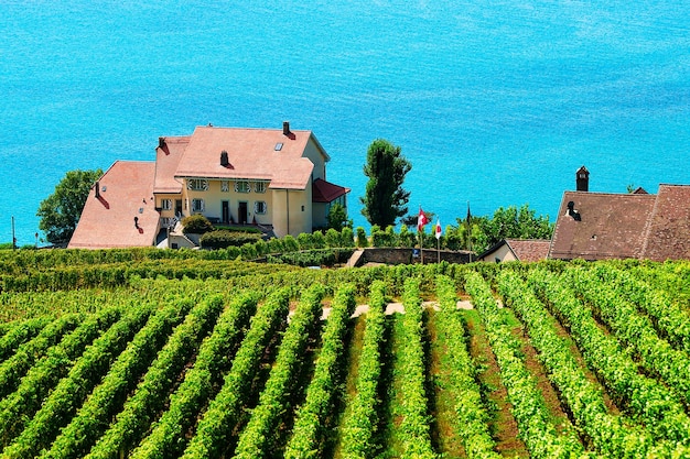 Szlak turystyczny Lavaux Vineyard Terraces, Jezioro Genewskie, dzielnica Lavaux-Oron, Szwajcaria