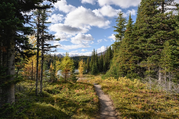 Szlak turystyczny z jesiennym lasem i jeziorem z błękitnym niebem w parku prowincjonalnym w Kolumbii Brytyjskiej w Kanadzie