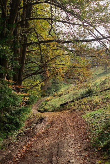 szlak w lesie w górach jesienny krajobraz pionowe zdjęcie