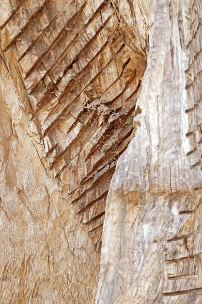 Szorstka powierzchnia większości drzewa z abstrakcyjnym wzorem