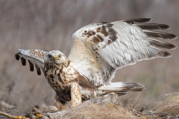 Szorstki myszołów, Buteo lagopus, stoi na ziemi z otwartymi skrzydłami