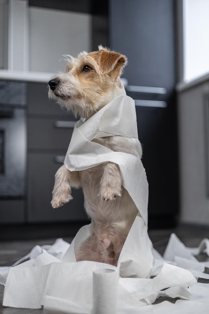 Szorstkowłosy szczeniak Jack Russell Terrier bawi się w kuchni Pies jest zawinięty w biały papier toaletowy