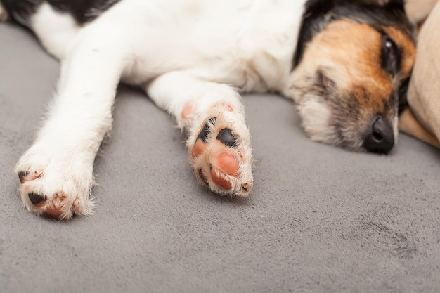 Zdjęcie szorstkowłosy szczeniak jack russell terrier w psim łóżku patrzący w kamerę mały, szorstki, powlekany piesek z zabawnymi plamami futra, odpoczywający na leżaku w domu