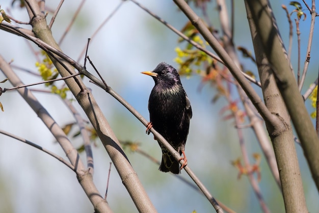 Szpak na drzewie, Sturnus vulgaris