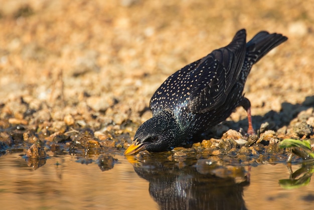 Szpak Zwyczajny (sturnus Vulgaris) Pije Wodę.