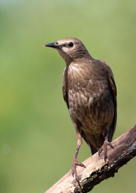 Szpak zwyczajny Sturnus vulgaris Zbliżenie młodego ptaka