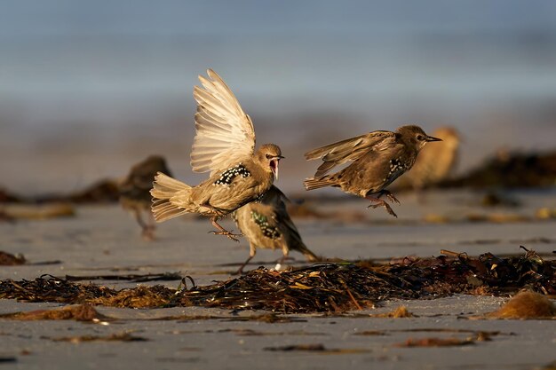 Szpak zwyczajny Sturnus vulgaris