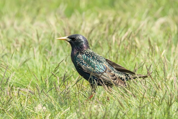 Szpak zwyczajny w zielonej trawie (Sturnus vulgaris) Szpak europejski