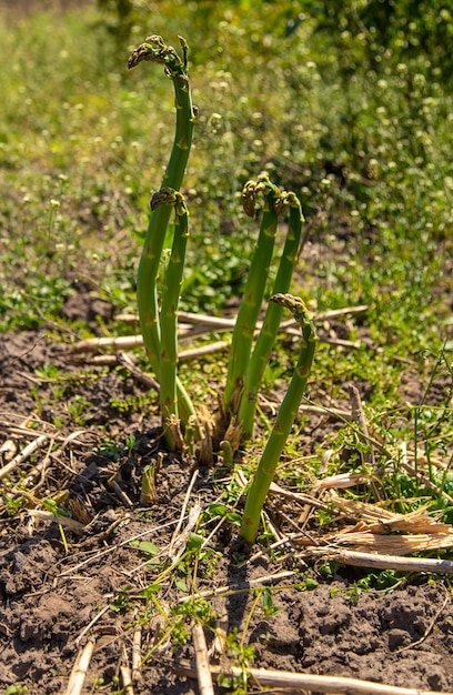 Szparagi rosną w ogrodzie Selektywne fokus