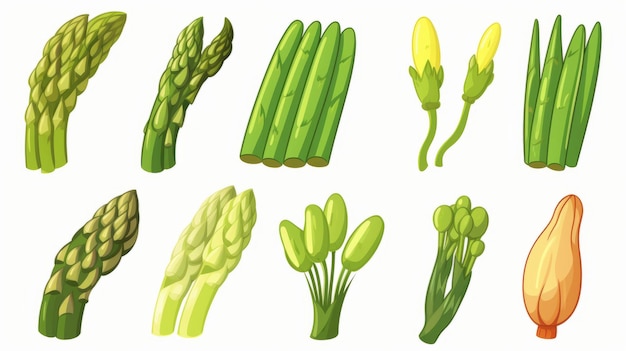 Szparagi warzywo kreskówka ilustracja ikony wektorowej żywność ikona natury koncepcja odizolowane premium mieszkanie