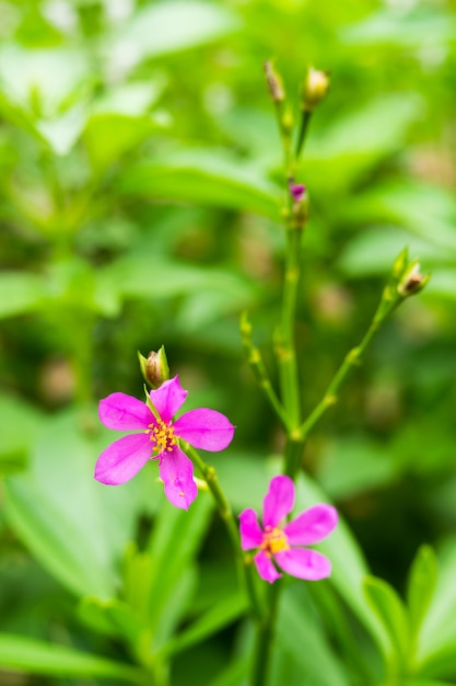 Zdjęcie szpinak cejloński lub waterleaf (talinum fruticosum)