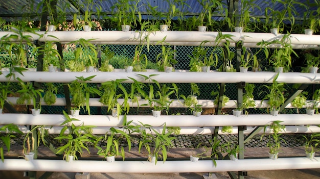Szpinak słodkowodny lub zielona roślina kangkong metodą hydroponiczną Transfer filmu odżywczego Pomysł na system konfiguracji hydroponicznej Nowoczesna uprawa warzyw
