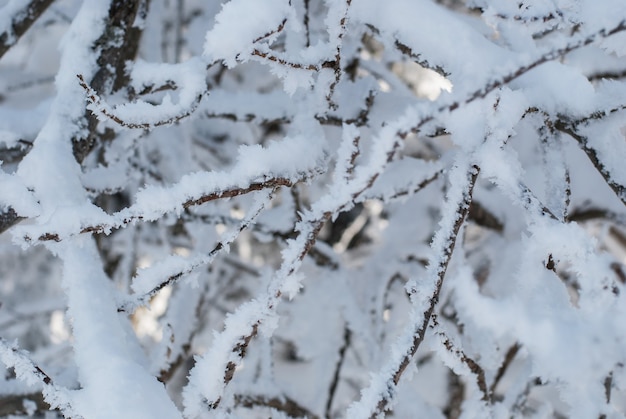 Szron i śnieg na gałęziach drzew w zimowym lesie