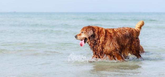 Sztandar szczęśliwych psów rasy Golden Retriever bawiących się w oceanie Przyjazne zwierzęta