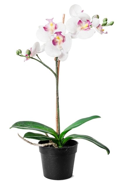 Sztuczna orchidea odizolowywająca