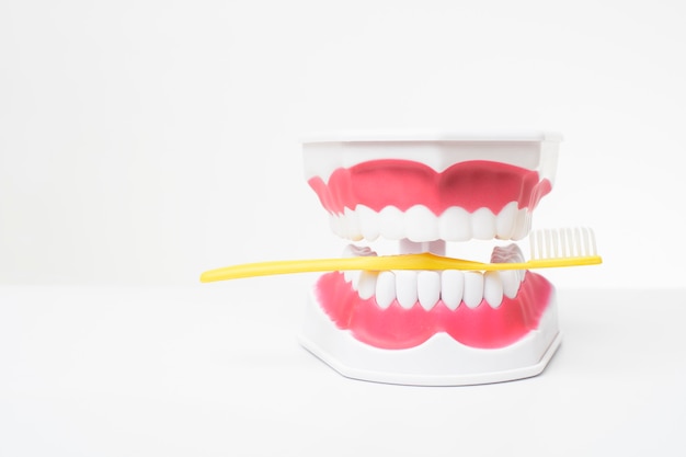 Sztuczne modele zębów na białym tle demonstracji opieki stomatologicznej