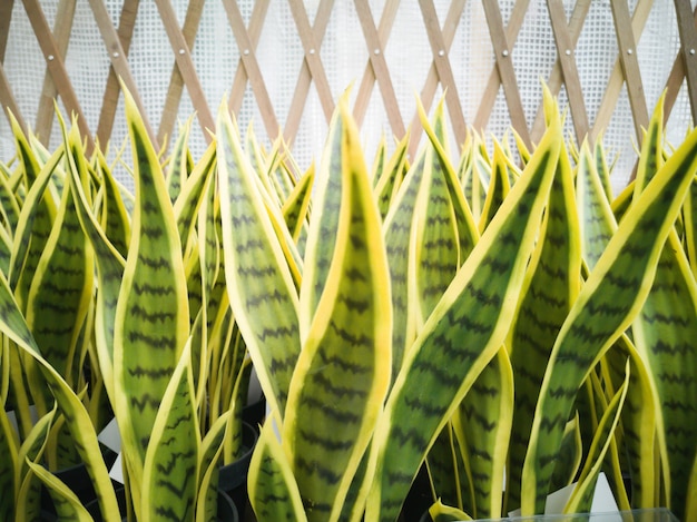Zdjęcie sztuczne rośliny sansevieria, roślina węża