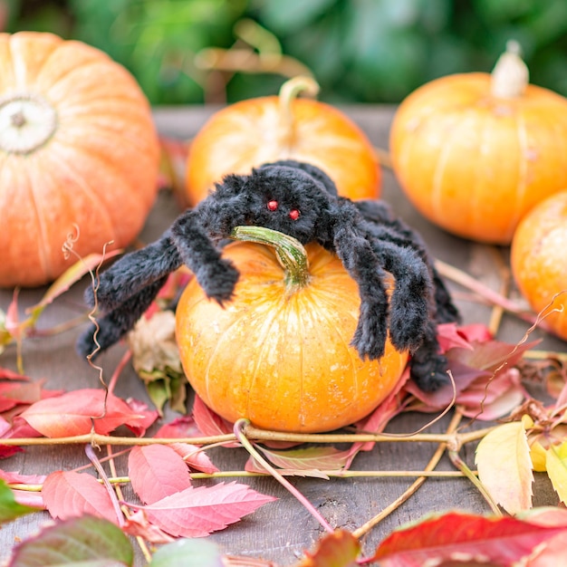 Zdjęcie sztuczny czarny pająk siedzi na dyni