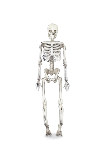 Sztuczny ludzki szkielet, izolowana na białym tle