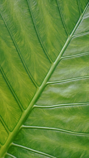 Zdjęcie sztuczny plastik wzorzysty zielony liść pozostawia teksturę dla abstrakcyjnego bezszwowego tła piękne wzory miejsca do pracy vintage tapeta z bliska pionowo