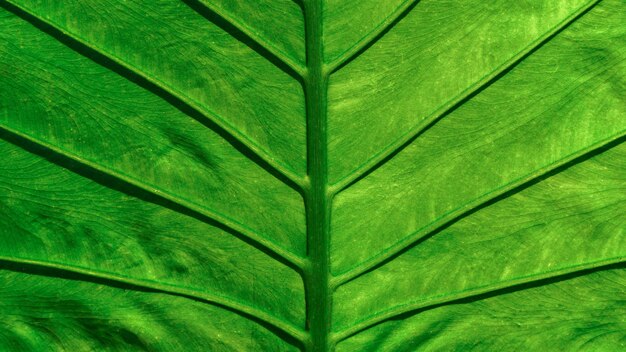 Zdjęcie sztuczny plastik wzorzysty zielony liść pozostawia teksturę dla abstrakcyjnego bezszwowego tłapiękne wzory przestrzeń do pracy tapeta w stylu vintage z bliskapozioma