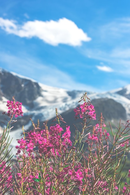 Szwajcarskie Alpy z dzikimi różowymi kwiatami