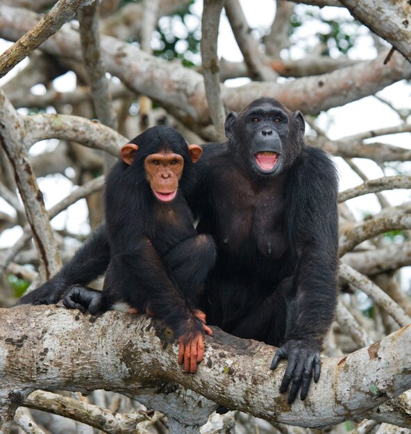 Szympans żeński z dzieckiem na drzewach namorzynowych