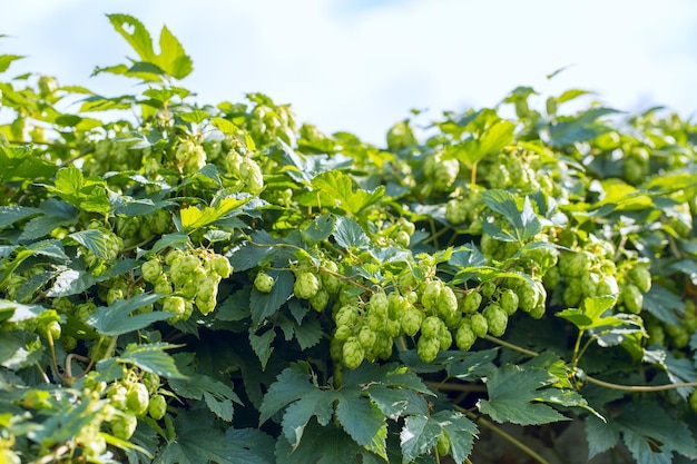 Szyszki chmielu w koszu do produkcji naturalnego świeżego piwa koncepcja warzenia