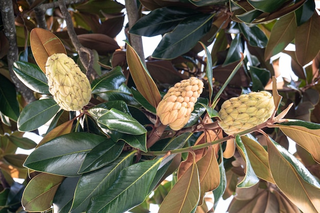 Szyszki magnolii wielkokwiatowej kwitnące na drzewie. Na dworze