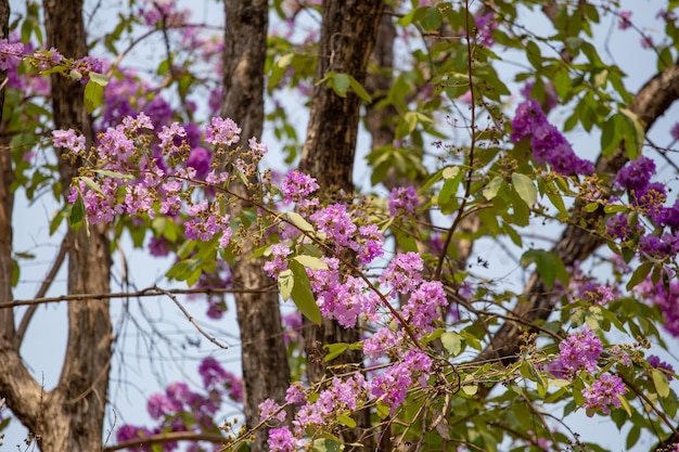 Tabaak kwiaty drzewa Lagerstroemia floribunda Jack kwitną latem w Tajlandii