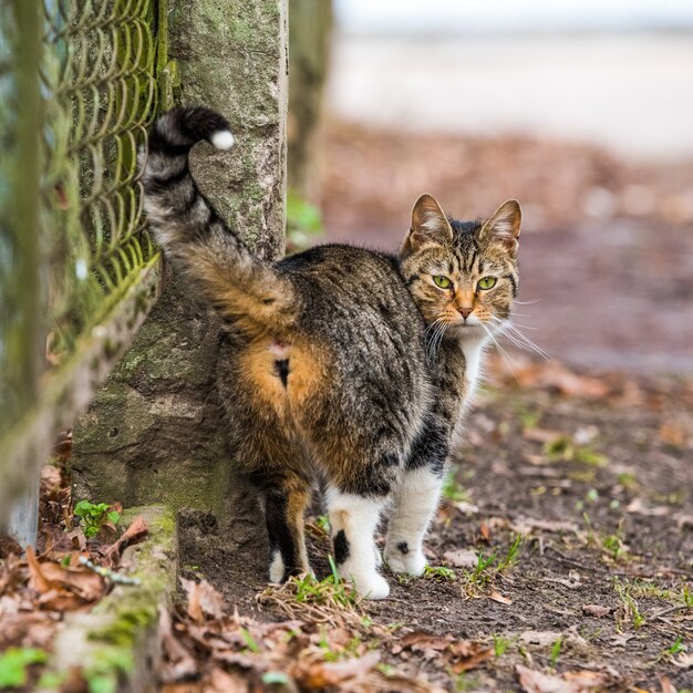 Tabby Cat spogląda wstecz ze spaceru po starej drodze. Kot z powrotem.