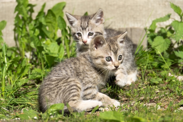 Tabby Kitten Zagraj na zewnątrz