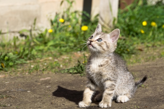 Tabby Kitten Zagraj Na Zewnątrz